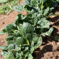 Organic Greens, Mustard Tatsoi (1/4 lb) - Grow Organic Organic Greens, Mustard Tatsoi (1/4 lb) Vegetable Seeds