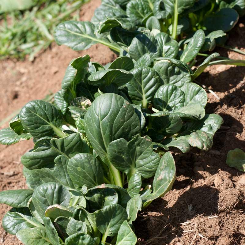 Organic Greens, Mustard Tatsoi (1/4 lb) - Grow Organic