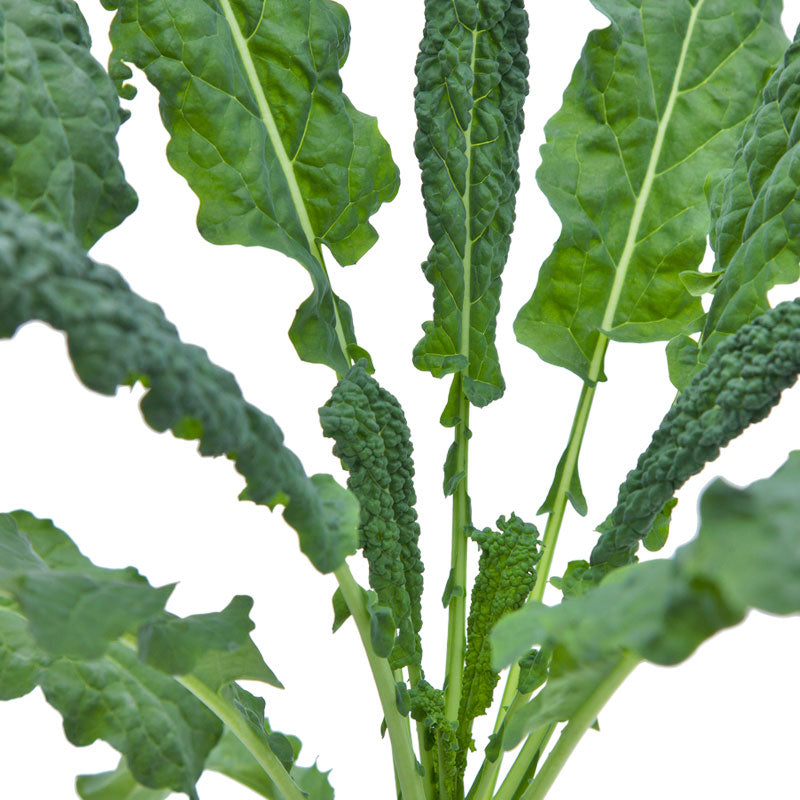 Lacinato Kale Seeds (Organic) - Grow Organic Lacinato Kale Seeds (Organic) Vegetable Seeds