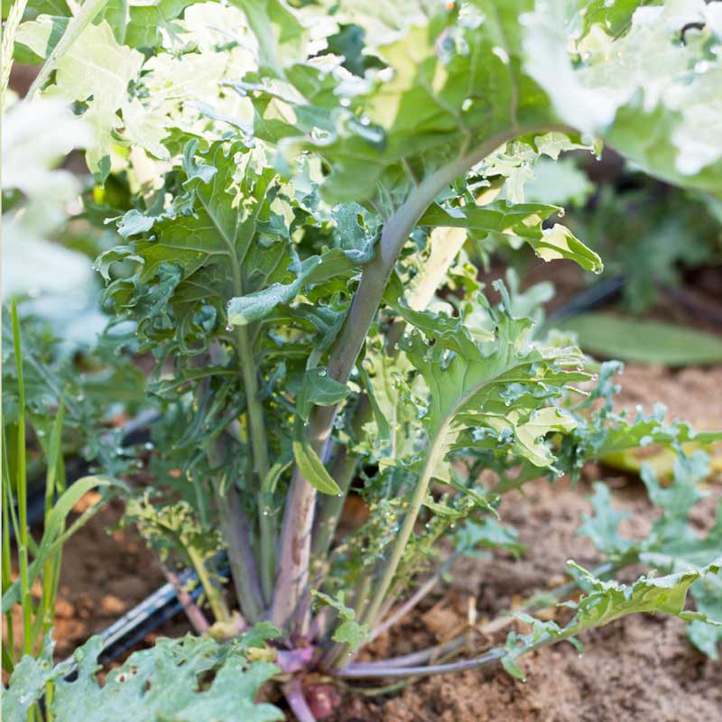 Organic Kale, Red Russian (1/4 lb) - Grow Organic Organic Kale, Red Russian (1/4 lb) Vegetable Seeds