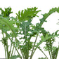 Red Russian Kale Seeds (Organic) - Grow Organic Red Russian Kale Seeds (Organic) Vegetable Seeds