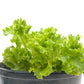 Tango Lettuce Seeds (Organic) - Grow Organic Tango Lettuce Seeds (Organic) Vegetable Seeds