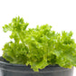 Organic Lettuce, Tango (1/4 lb) - Grow Organic Organic Lettuce, Tango (1/4 lb) Vegetable Seeds