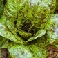 Mesclun Spicy Mix Greens Seeds (Organic) - Grow Organic Mesclun Spicy Mix Greens Seeds (Organic) Vegetable Seeds