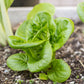 Organic Lettuce, Little Gem (1/4 lb) - Grow Organic Organic Lettuce, Little Gem (1/4 lb) Vegetable Seeds