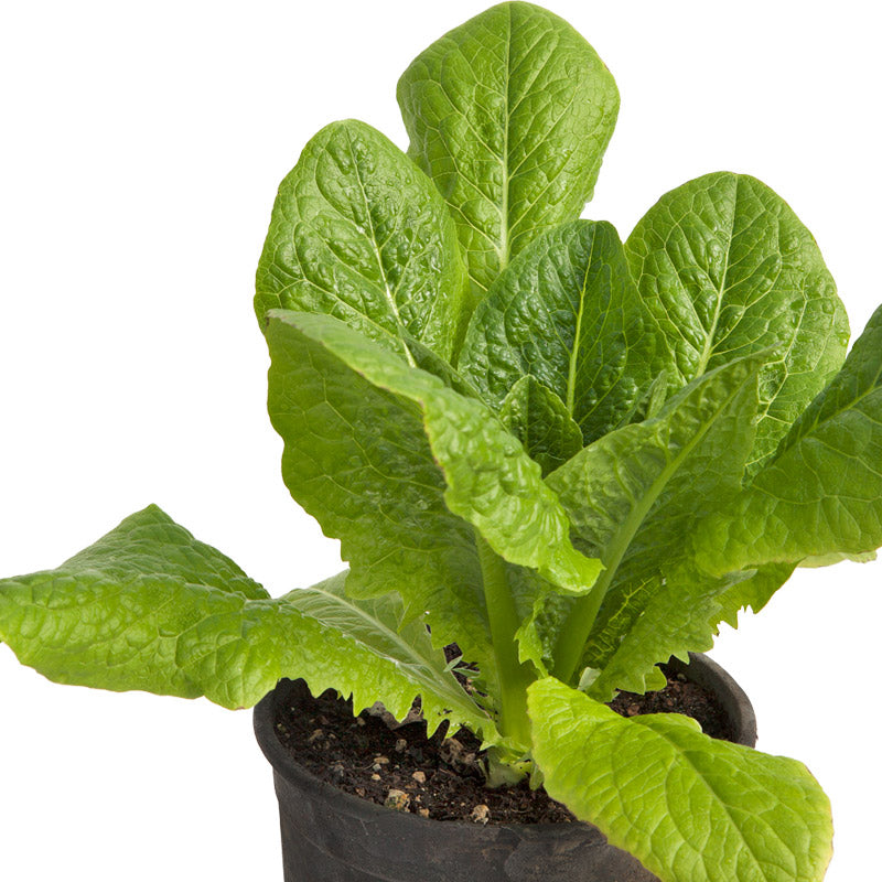 Little Gem Lettuce Seeds (Organic) - Grow Organic Little Gem Lettuce Seeds (Organic) Vegetable Seeds