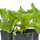 Black Seeded Simpson Lettuce Seeds (Organic) - Grow Organic Black Seeded Simpson Lettuce Seeds (Organic) Vegetable Seeds