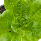 Organic Lettuce, Buttercrunch (1/4 lb) - Grow Organic Organic Lettuce, Buttercrunch (1/4 lb) Vegetable Seeds