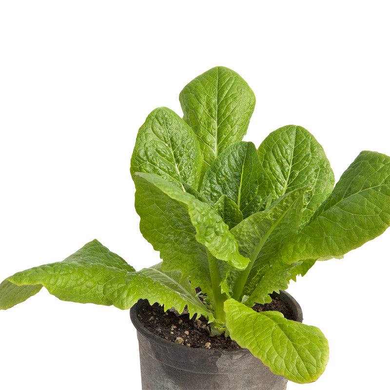 Organic Lettuce, Parris Island Cos (1/4 lb) - Grow Organic Organic Lettuce, Parris Island Cos (1/4 lb) Vegetable Seeds