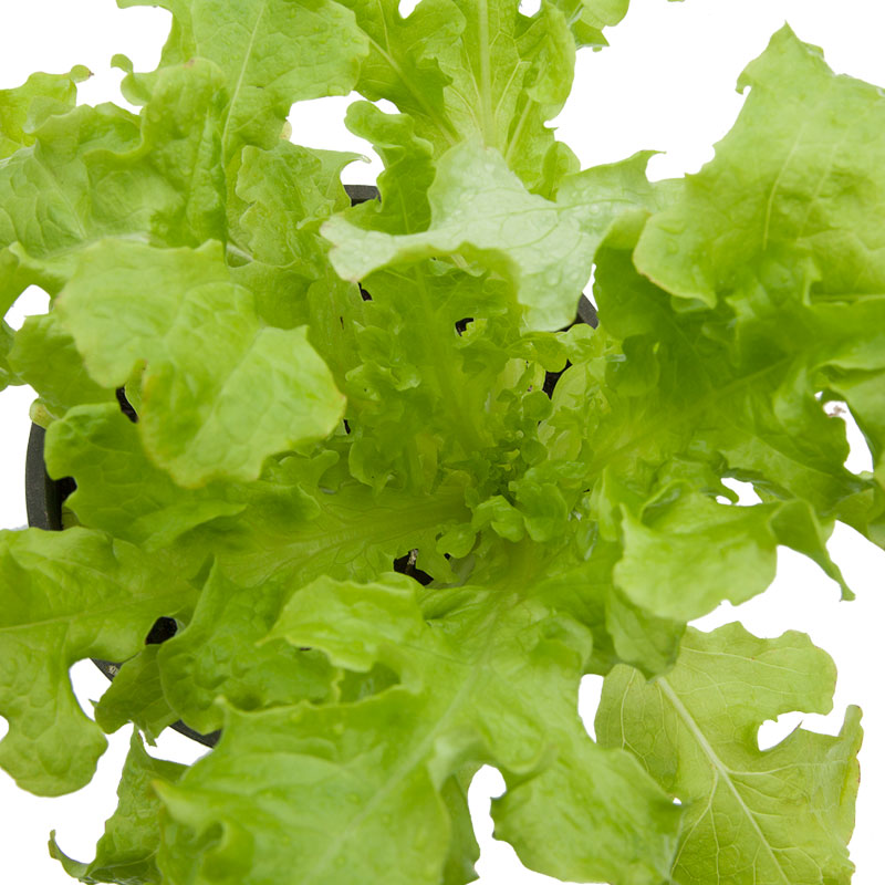 Green Salad Bowl Lettuce Seeds (Organic) - Grow Organic Green Salad Bowl Lettuce Seeds (Organic) Vegetable Seeds