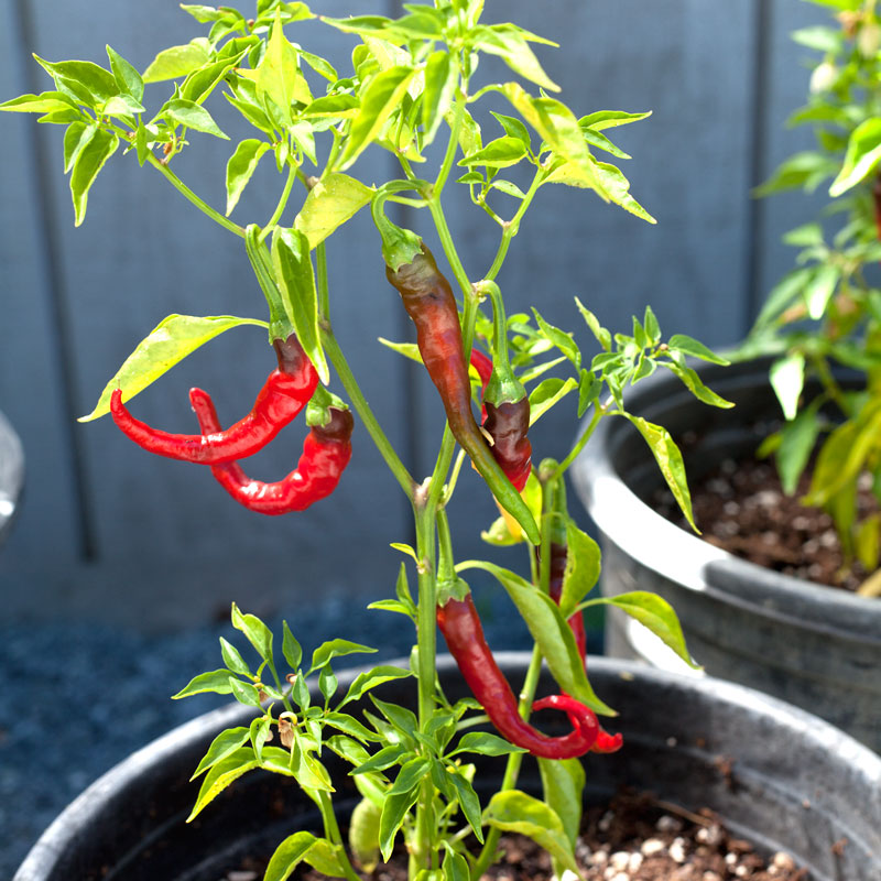 Hot Cayenne Slim Pepper Seeds (Organic) - Grow Organic Hot Cayenne Slim Pepper Seeds (Organic) Vegetable Seeds