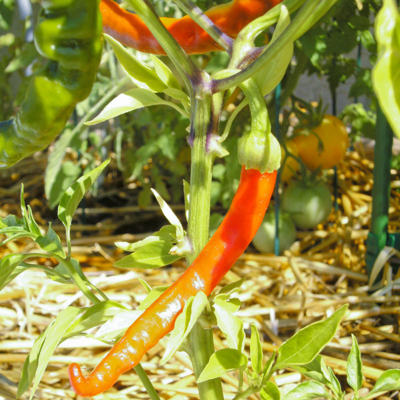 Organic Pepper, Hot Cayenne Slim (1 oz) - Grow Organic Organic Pepper, Hot Cayenne Slim (1 oz) Vegetable Seeds