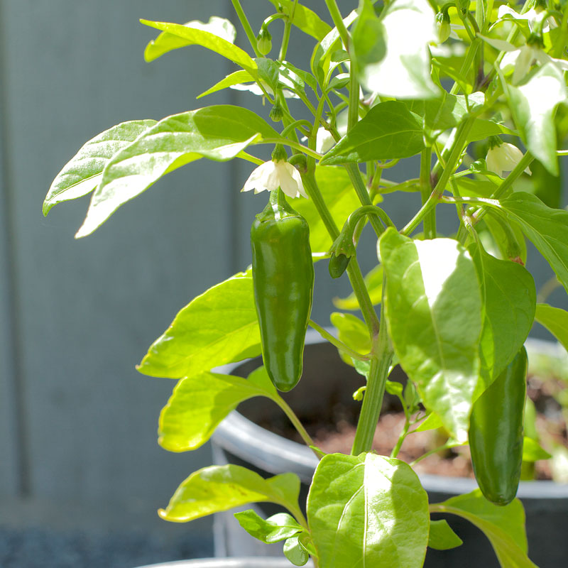 Hot Jalapeo Early Pepper Seeds (Organic) - Grow Organic Hot Jalapeo Early Pepper Seeds (Organic) Vegetable Seeds