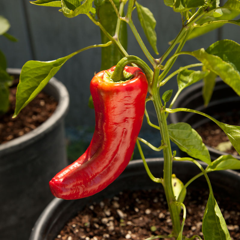 Marconi Red Sweet Pepper Seeds (Organic) - Grow Organic Marconi Red Sweet Pepper Seeds (Organic) Vegetable Seeds