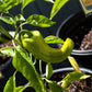 Organic Pepper, Sweet Marconi Red (1 oz) - Grow Organic Organic Pepper, Sweet Marconi Red (1 oz) Vegetable Seeds
