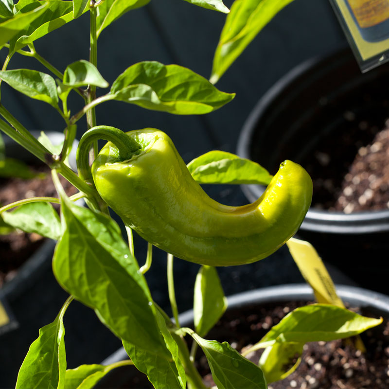 Organic Pepper, Sweet Marconi Red (1 oz) - Grow Organic Organic Pepper, Sweet Marconi Red (1 oz) Vegetable Seeds
