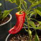 Organic Pepper, Sweet Marconi Red (1 oz) - Grow Organic Organic Pepper, Sweet Marconi Red (1 oz) Vegetable Seeds