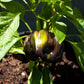 Organic Pepper, Sweet Purple Beauty (1 oz) - Grow Organic Organic Pepper, Sweet Purple Beauty (1 oz) Vegetable Seeds