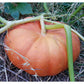 Cinderella Pumpkin Seeds (Organic) - Grow Organic Cinderella Pumpkin Seeds (Organic) Vegetable Seeds