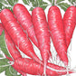 China Rose Radish Seeds (Organic) - Grow Organic China Rose Radish Seeds (Organic) Vegetable Seeds