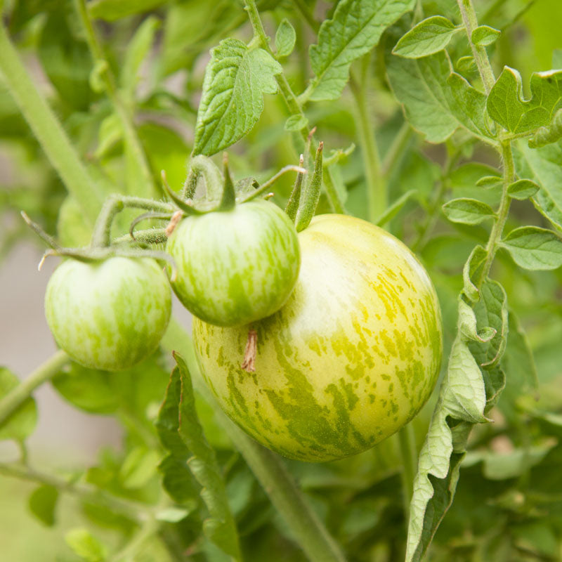 Green Zebra Tomato Seeds (Organic) - Grow Organic Green Zebra Tomato Seeds (Organic) Vegetable Seeds