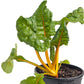 Organic Chard, Five Color Silverbeet (1/4 lb) - Grow Organic Organic Chard, Five Color Silverbeet (1/4 lb) Vegetable Seeds