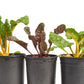 Organic Chard, Five Color Silverbeet (1/4 lb) - Grow Organic Organic Chard, Five Color Silverbeet (1/4 lb) Vegetable Seeds