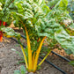 Organic Chard, Yellow (1/4 lb) - Grow Organic Organic Chard, Yellow (1/4 lb) Vegetable Seeds