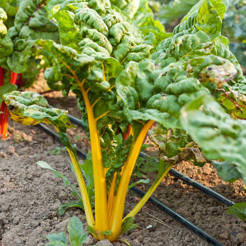 Organic Chard, Yellow (1/4 lb) - Grow Organic Organic Chard, Yellow (1/4 lb) Vegetable Seeds