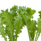 Mustard Southern Giant Curled Greens Seeds (Organic) Mustard Southern Giant Curled Greens Seeds (Organic) Vegetable Seeds