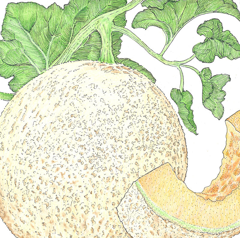 Honeyrock Melon Seeds (Organic) - Grow Organic Honeyrock Melon Seeds (Organic) Vegetable Seeds