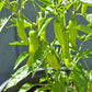 Organic Pepperoncini, Greek Golden (1 oz) - Grow Organic Organic Pepperoncini, Greek Golden (1 oz) Vegetable Seeds