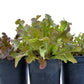 Red Oakleaf Lettuce Seeds (Organic) - Grow Organic Red Oakleaf Lettuce Seeds (Organic) Vegetable Seeds