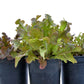Organic Lettuce, Red Oakleaf (1 oz) - Grow Organic Organic Lettuce, Red Oakleaf (1 oz) Vegetable Seeds