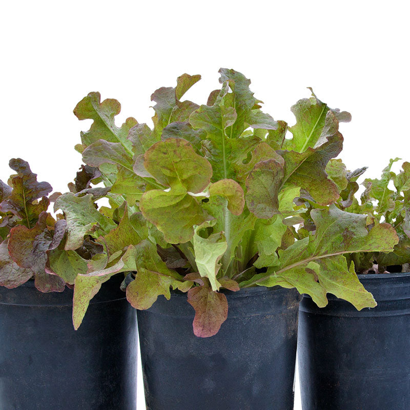 Organic Lettuce, Red Oakleaf (1 oz) - Grow Organic Organic Lettuce, Red Oakleaf (1 oz) Vegetable Seeds