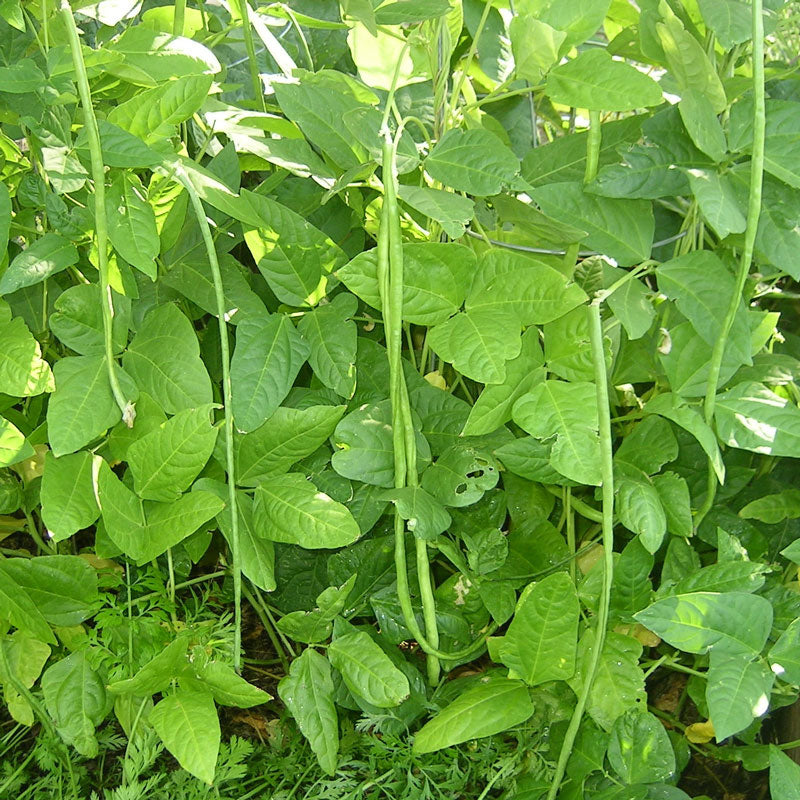 Yard Long Pole Bean Seeds (Organic) - Grow Organic Yard Long Pole Bean Seeds (Organic) Vegetable Seeds
