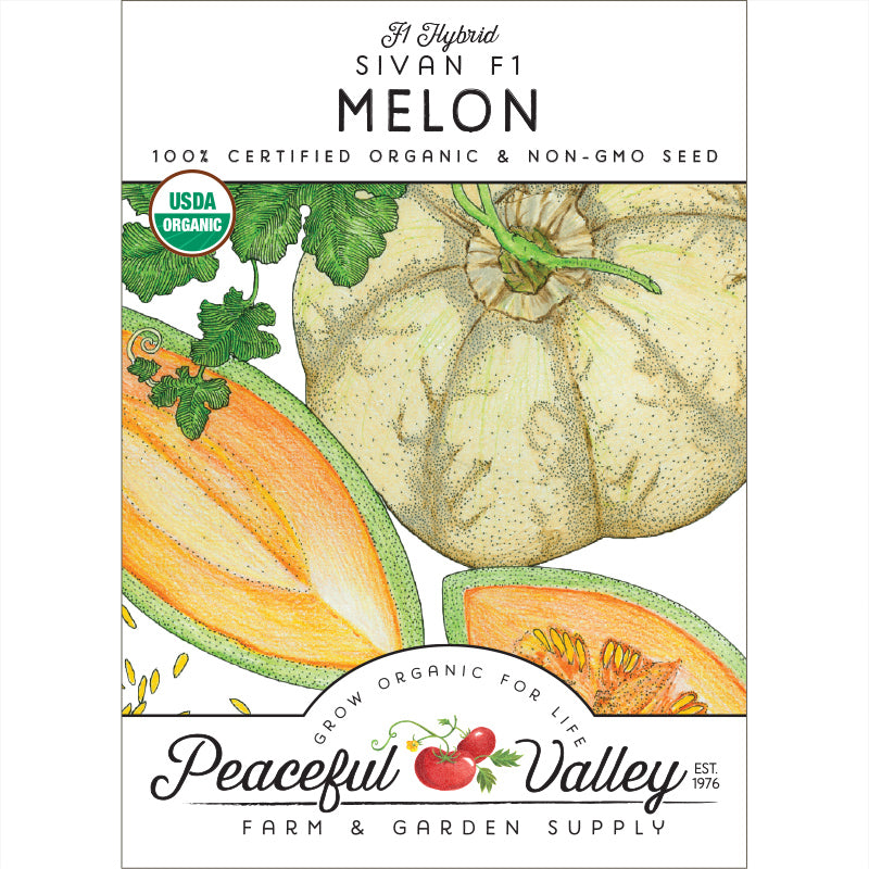 Sivan Melon Seeds (Organic) - Grow Organic Sivan Melon Seeds (Organic) Vegetable Seeds