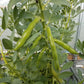 Broad Windsor Fava Bean Seeds (Organic) - Grow Organic Broad Windsor Fava Bean Seeds (Organic) Vegetable Seeds