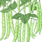 Italian Snap Pole Bean Seeds (Organic) - Grow Organic Italian Snap Pole Bean Seeds (Organic) Vegetable Seeds