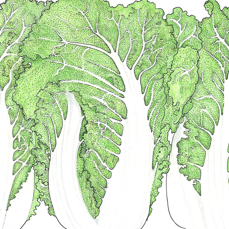 Napa Bilko Cabbage Seeds (Organic) - Grow Organic Napa Bilko Cabbage Seeds (Organic) Vegetable Seeds