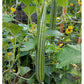 Striped Cucumber Seeds (Organic) - Grow Organic Striped Cucumber Seeds (Organic) Vegetable Seeds