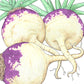 Joan Rutabaga Seeds (Organic) - Grow Organic Joan Rutabaga Seeds (Organic) Vegetable Seeds