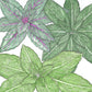 Organic Basil, Culinary Blend (pack) - Grow Organic Organic Basil, Culinary Blend (pack) Herb Seeds