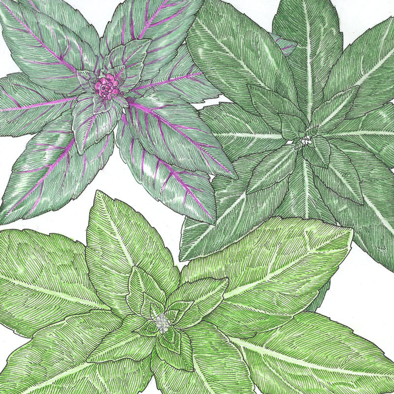 Organic Basil, Culinary Blend (pack) - Grow Organic Organic Basil, Culinary Blend (pack) Herb Seeds