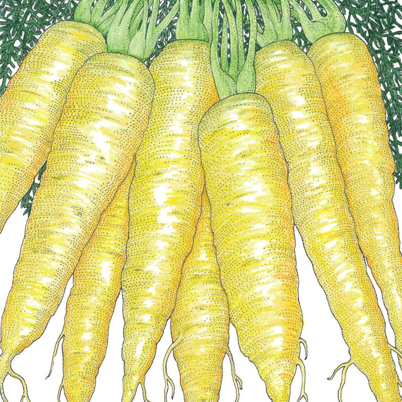 Solar Yellow Carrot Seeds (Organic) - Grow Organic Solar Yellow Carrot Seeds (Organic) Vegetable Seeds