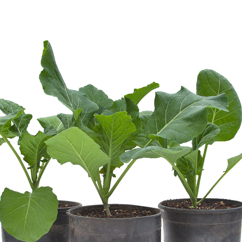 Champion Collard Green Seeds (Organic) - Grow Organic Champion Collard Green Seeds (Organic) Vegetable Seeds