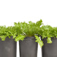 Organic Greens, Endive, Frisee (1/4 lb) - Grow Organic Organic Greens, Endive, Frisee (1/4 lb) Vegetable Seeds