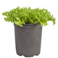 Organic Greens, Endive, Frisee (1/4 lb) - Grow Organic Organic Greens, Endive, Frisee (1/4 lb) Vegetable Seeds