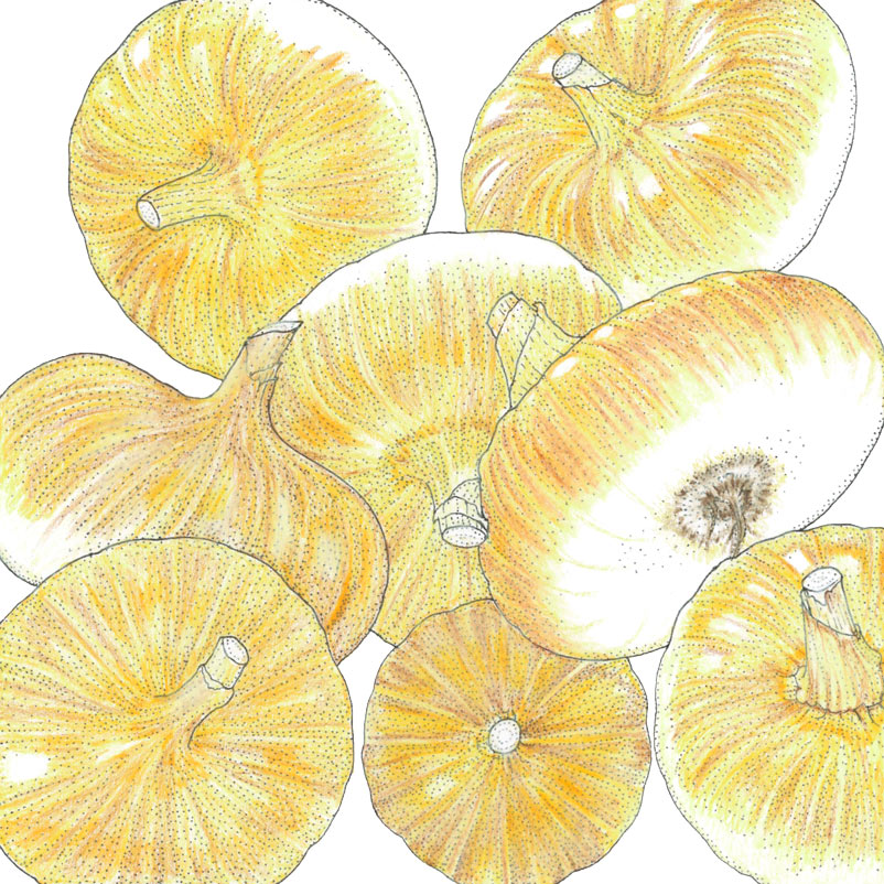 Yellow Cipollini Onion Seeds (Organic) - Grow Organic Yellow Cipollini Onion Seeds (Organic) Vegetable Seeds