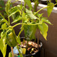 Ancho Poblano Pepper Seeds (Organic) - Grow Organic Ancho Poblano Pepper Seeds (Organic) Vegetable Seeds